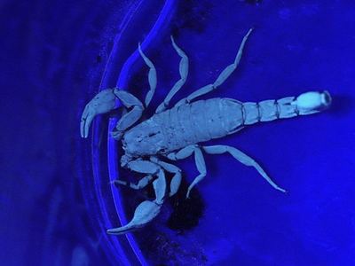 Texas cave scorpion