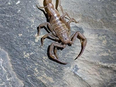 Serradigitus wupatkiensis