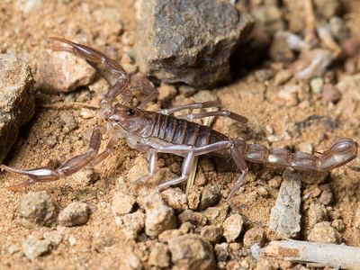 Sawfinger scorpion