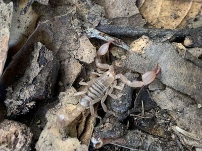 Related species: Uroctonites montereus