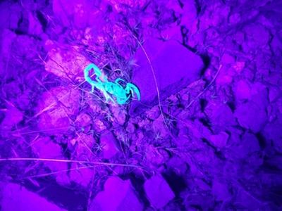 Beck desert scorpion