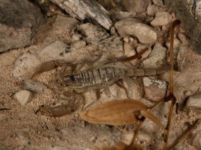 Chihuahuan slendertailed scorpion