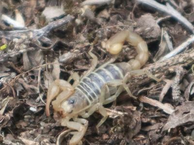 Monterey dune scorpion