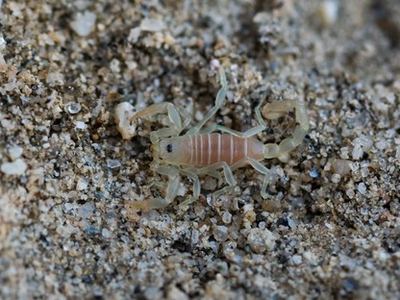 Goldendwarf sand scorpion
