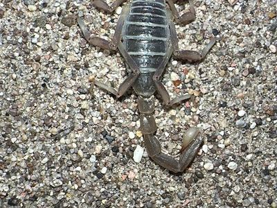 Mojave dunes scorpion