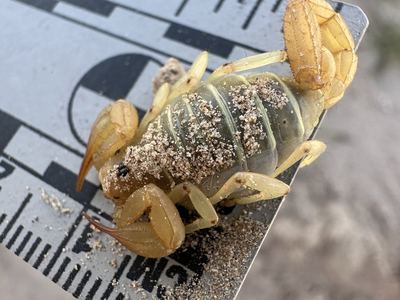 Paruroctonus shulovi