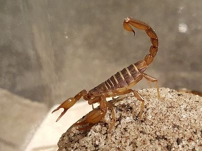 Northern scorpion