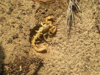 Paruroctonus variabilis
