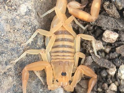 Arizona bark scorpion