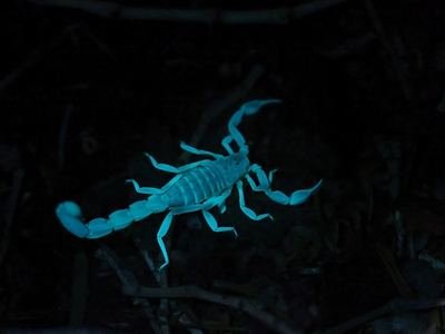 Russell's scorpion