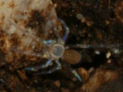 Tooth cave spider
