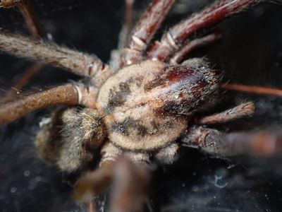 Giant house spider