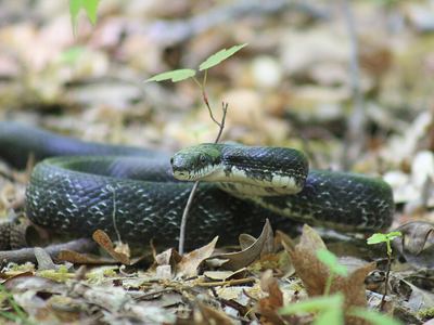 Eastern rat snake