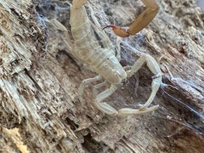 Striped bark scorpion