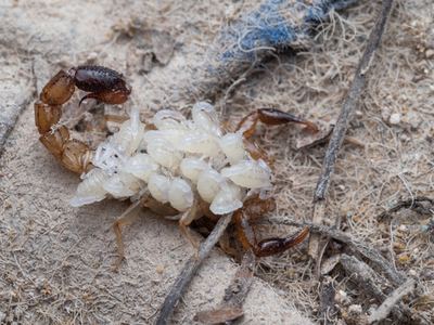 Wauer's scorpion