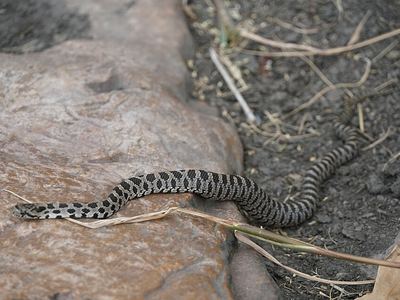 Western foxsnake
