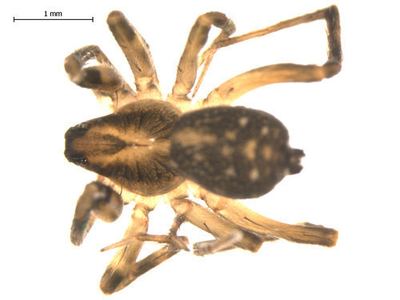 Piratula minuta