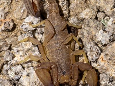 Kochius hirsuticauda