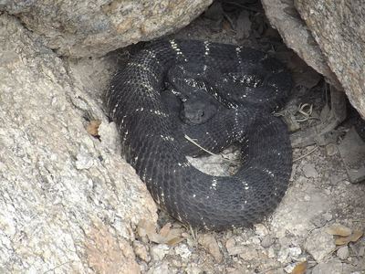 Arizona black rattlesnake