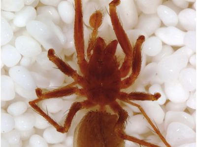 Tayshaneta archambaulti