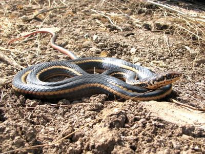 Striped racer