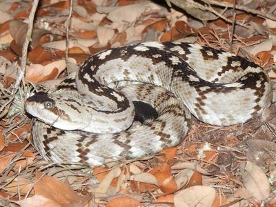 Eastern black-tailed rattlesnake
