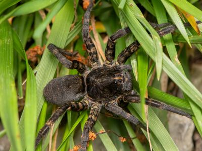 Woodland giant wolf spider