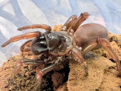 Myrmekiaphila jenkinsi