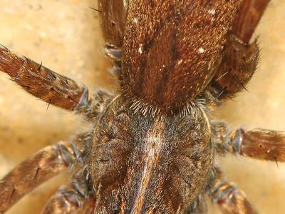 Wetland giant wolf spider