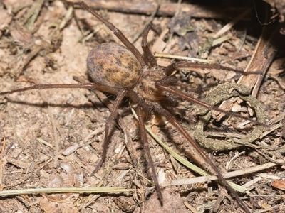 Hobo spider