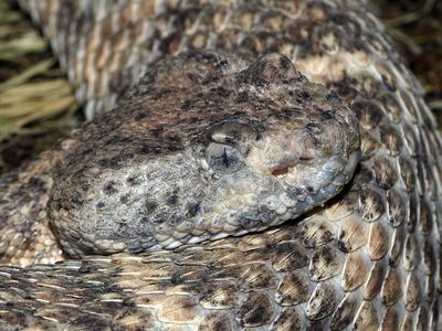 Panamint rattlesnake