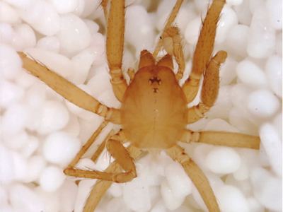 Tayshaneta paraconcinna