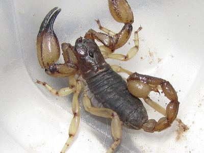 California swollenstinger scorpion