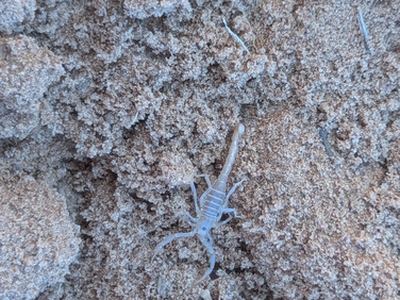 Yellow ground scorpion