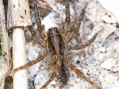 Tigrosa annexa