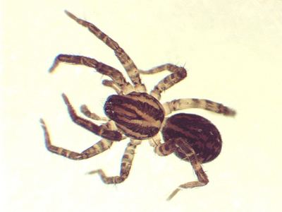 Lonely wolf spider