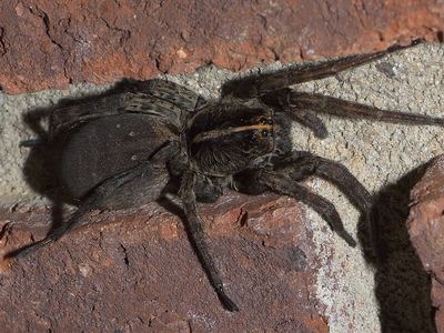 Tigrosa grandis
