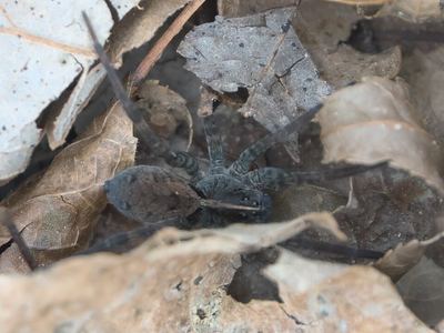 Georgia wolf spider