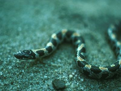 Short-tailed snake