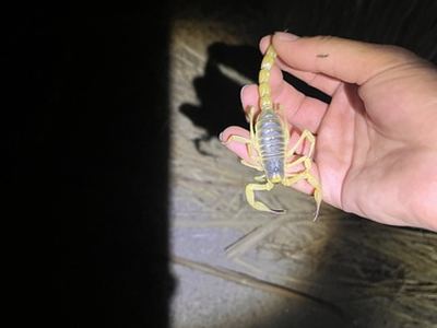 Anza-Borrego hairy scorpion