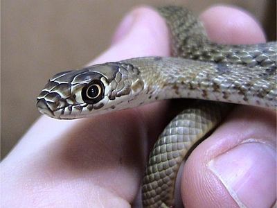 Coachwhip