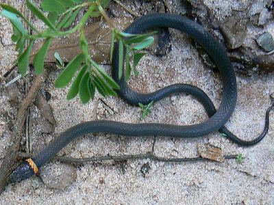 Ring-necked snake