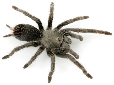 Aphonopelma saguaro