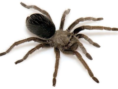 Aphonopelma mareki