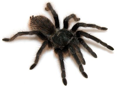 Santa Catalina Mountain tarantula