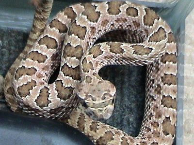 Prairie rattlesnake