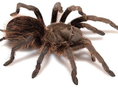Madera Canyon tarantula
