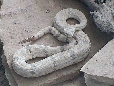Rock rattlesnake