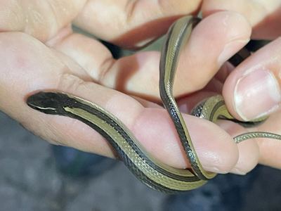 Black-striped snake