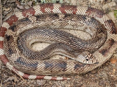 Pine snake
